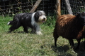 Bearded Collie / Bild 19 von 38 / 19.07.2014 15:24 / DSC_4141.JPG