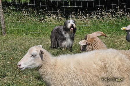 Bearded Collie / Bild 17 von 38 / 19.07.2014 16:00 / DSC_4189.JPG