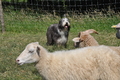 Bearded Collie / Bild 17 von 38 / 19.07.2014 16:00 / DSC_4189.JPG