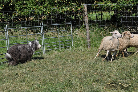 Bearded Collie / Bild 16 von 38 / 19.07.2014 16:02 / DSC_4199.JPG