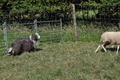 Bearded Collie / Bild 15 von 38 / 19.07.2014 16:02 / DSC_4200.JPG