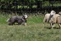 Bearded Collie / Bild 14 von 38 / 19.07.2014 16:06 / DSC_4225.JPG