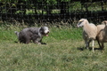 Bearded Collie / Bild 13 von 38 / 19.07.2014 16:06 / DSC_4226.JPG