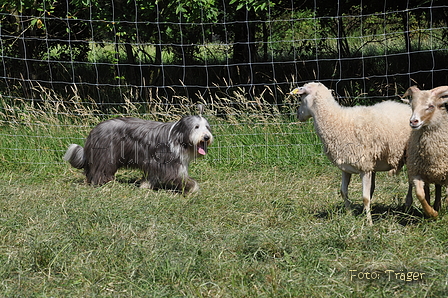 Bearded Collie / Bild 12 von 38 / 19.07.2014 16:06 / DSC_4227.JPG