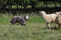 Bearded Collie / Bild 12 von 38 / 19.07.2014 16:06 / DSC_4227.JPG