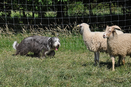 Bearded Collie / Bild 11 von 38 / 19.07.2014 16:06 / DSC_4228.JPG