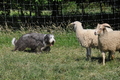 Bearded Collie / Bild 11 von 38 / 19.07.2014 16:06 / DSC_4228.JPG