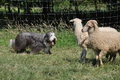 Bearded Collie / Bild 10 von 38 / 19.07.2014 16:06 / DSC_4229.JPG