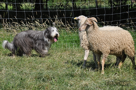 Bearded Collie / Bild 9 von 38 / 19.07.2014 16:06 / DSC_4230.JPG