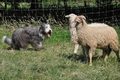 Bearded Collie / Bild 9 von 38 / 19.07.2014 16:06 / DSC_4230.JPG