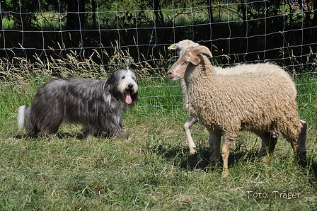 Bearded Collie / Bild 8 von 38 / 19.07.2014 16:06 / DSC_4231.JPG