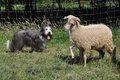 Bearded Collie / Bild 8 von 38 / 19.07.2014 16:06 / DSC_4231.JPG