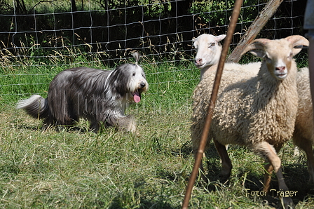 Bearded Collie / Bild 7 von 38 / 19.07.2014 16:06 / DSC_4234.JPG