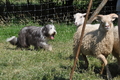 Bearded Collie / Bild 7 von 38 / 19.07.2014 16:06 / DSC_4234.JPG