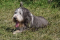 Bearded Collie / Bild 6 von 38 / 19.07.2014 16:07 / DSC_5041.JPG