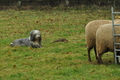 Bearded Collie / Bild 5 von 38 / 17.12.2016 12:09 / DSC_7747.JPG