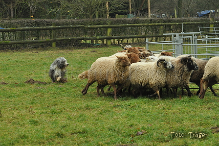 Bearded Collie / Bild 3 von 38 / 17.12.2016 12:11 / DSC_7777.JPG