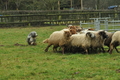 Bearded Collie / Bild 3 von 38 / 17.12.2016 12:11 / DSC_7777.JPG