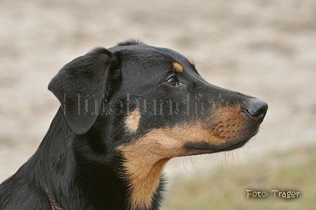 Beauceron / Bild 7 von 7 / 19.02.2012 12:09 / DSC_3522.JPG