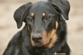 Beauceron / Bild 6 von 7 / 19.02.2012 12:10 / DSC_3525.JPG