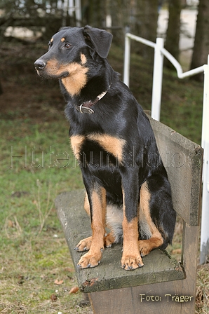 Beauceron / Bild 5 von 7 / 19.02.2012 12:11 / DSC_3532.JPG