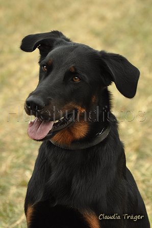 Beauceron / Bild 3 von 7 / 07.09.2019 14:33 / DSC_8619.JPG