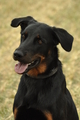 Beauceron / Bild 3 von 7 / 07.09.2019 14:33 / DSC_8619.JPG