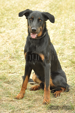 Beauceron / Bild 2 von 7 / 07.09.2019 14:33 / DSC_8627.JPG