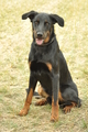 Beauceron / Bild 2 von 7 / 07.09.2019 14:33 / DSC_8627.JPG