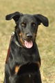 Beauceron / Bild 1 von 7 / 07.09.2019 14:34 / DSC_8642.JPG