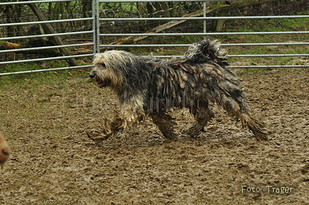 Bergamasker / Bild 5 von 69 / 10.03.2019 12:29 / DSC_3257.JPG