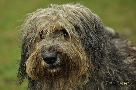 Bergamasker / Bild 4 von 69 / 10.03.2019 12:35 / DSC_3305.JPG