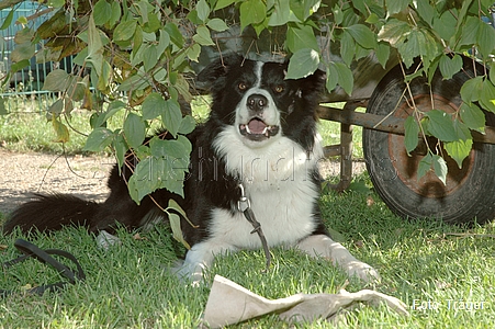 Border Collie / Bild 62 von 63 / 22.09.2007 11:50 / DSC_5433.JPG