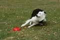 Border Collie / Bild 57 von 63 / 30.08.2009 10:36 / DSC_2608.JPG