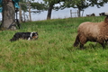 Border Collie / Bild 55 von 63 / 04.09.2011 14:08 / DSC_1704.JPG