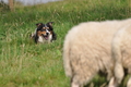 Border Collie / Bild 54 von 63 / 04.09.2011 14:12 / DSC_1722.JPG