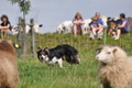 Border Collie / Bild 53 von 63 / 04.09.2011 14:13 / DSC_1725.JPG