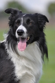 Border Collie / Bild 52 von 63 / 04.09.2011 16:00 / DSC_1891.JPG