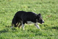 Border Collie / Bild 50 von 63 / 25.11.2012 11:55 / DSC_1726.JPG