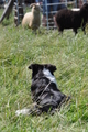 Border Collie / Bild 45 von 63 / 19.07.2014 15:40 / DSC_4891.JPG