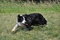 Border Collie / Bild 42 von 63 / 19.07.2014 16:14 / DSC_4262.JPG