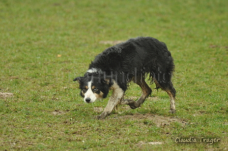 Border Collie / Bild 34 von 63 / 10.03.2019 11:57 / DSC_2927.JPG