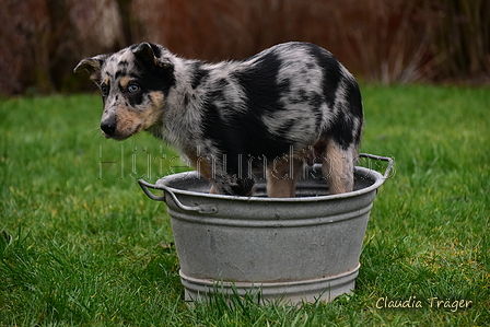 Border Collie / Bild 28 von 63 / 25.01.2022 11:59 / DSC_1917.JPG