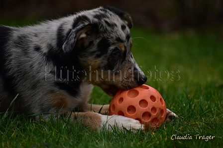 Border Collie / Bild 27 von 63 / 25.01.2022 12:04 / DSC_2063.JPG