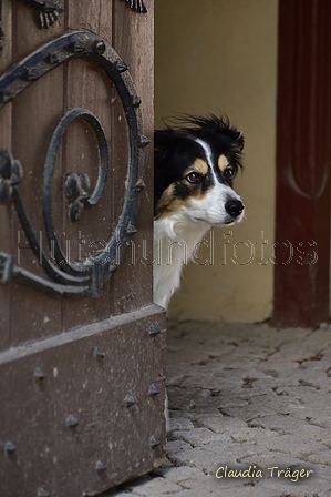 Border Collie / Bild 26 von 63 / 07.06.2022 11:12 / DSC_6729.JPG