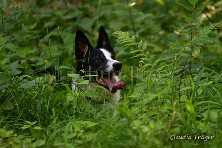 Border Collie / Bild 21 von 63 / 22.06.2022 09:55 / DSC_8866.JPG