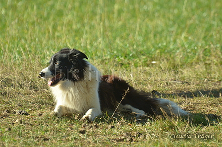 Border Collie / Bild 20 von 63 / 06.11.2022 12:15 / DSC_1553.JPG