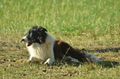 Border Collie / Bild 20 von 63 / 06.11.2022 12:15 / DSC_1553.JPG