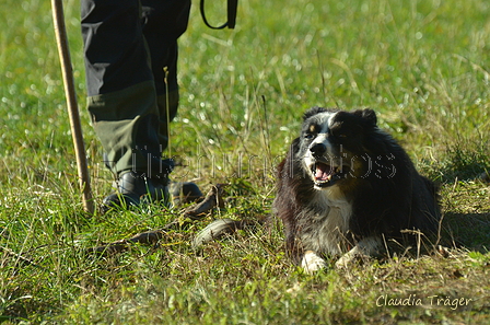 Border Collie / Bild 18 von 63 / 06.11.2022 12:21 / DSC_1601.JPG