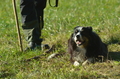 Border Collie / Bild 18 von 63 / 06.11.2022 12:21 / DSC_1601.JPG